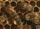 Colmena de abejas | Recurso educativo 33955