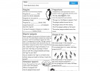 Emperor Penguins worksheet | Recurso educativo 42132