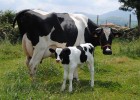 Vacas | Recurso educativo 43769