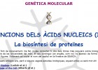 La síntesi de proteïnes | Recurso educativo 49484