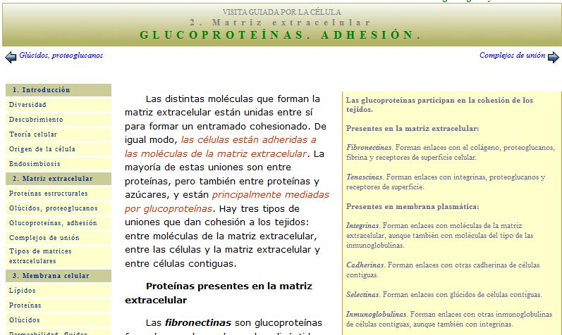 Glicoproteïnes | Recurso educativo 49793