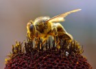 Abeja recolectando polen | Recurso educativo 50117