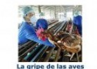 La gripe aviar | Recurso educativo 53684