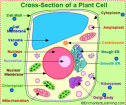 Plant cell organelles | Recurso educativo 61481