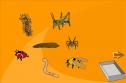 Tipos de invertebrados | Recurso educativo 1051