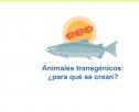 Animales transgénicos | Recurso educativo 17703
