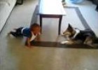 Perro y bebé jugando | Recurso educativo 31855