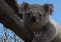 Koala | Recurso educativo 32162