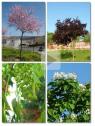 Proyecto de actividades: los árboles de mi colegio | Recurso educativo 7594