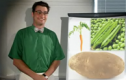 Food idioms: Vegetables | Recurso educativo 62987