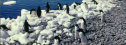 Meeting penguins | Recurso educativo 63426
