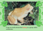 Fabulous frogs | Recurso educativo 65937