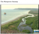 The Mangrove swamp | Recurso educativo 70053
