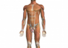 Descubre el cuerpo humano en 3D con Zygote Body | Recurso educativo 66848