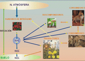 nitrógeno.gif (image) | Recurso educativo 104765