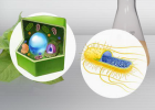 Biotecnología | Experimento virtual | Produce la proteína EPO | Recurso educativo 677011