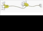 imaxe de dous neuronas | Recurso educativo 684030