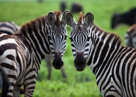 Fotografia de dues zebres | Recurso educativo 684228