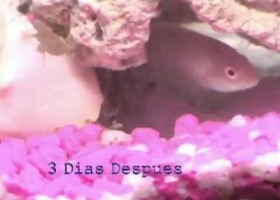 Reproducción de los peces Cíclidos | Recurso educativo 724991