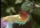 Male birds show off their beauty to attract females - David Attenborough - | Recurso educativo 728571