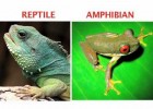 What's the difference between an amphibian and a reptile? | Recurso educativo 736680