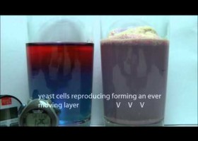 Mixing Yeast and waters | Recurso educativo 737469