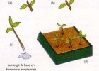 La reproducció artificial de les plantes. | Recurso educativo 742836