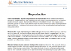 Marine Turtles: Reproduction | Recurso educativo 744170