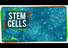 Stem Cells | Recurso educativo 746706