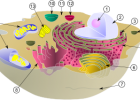 El nucli cel·lular | Recurso educativo 746805