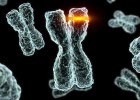Gens i cromosomes | Recurso educativo 750031
