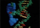La replicación del ADN | Recurso educativo 756121