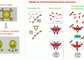 Immunitat innata i adaptativa | Recurso educativo 758573