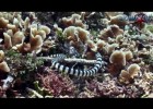 La cobra marina, la serpiente más venenosa | Recurso educativo 759920