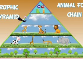 The Animal Food Chain | Recurso educativo 766083