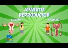 El Aparato Reproductor | Recurso educativo 774162