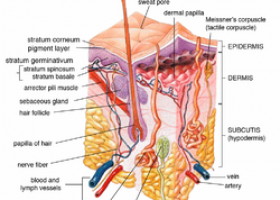 Human skin | Recurso educativo 777973