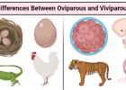 Oviparous vs Viviparous | Recurso educativo 730536