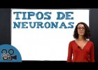 Tipos de neuronas | Recurso educativo 784154