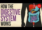How your digestive system works | Recurso educativo 784155