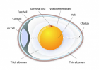Anatomy Of An Egg | Recurso educativo 754638