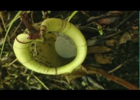 Plantas carnívoras | Recurso educativo 723861