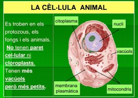 LES CÈL·LULES DELS VEGETALS I DELS ANIMALS | Recurso educativo 736731