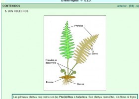 Características morfológicas de los helechos. | Recurso educativo 738094