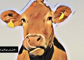 La dieta de las vacas influye en el aire que respiramos | Recurso educativo 768075