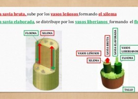 Tecidos condutores das plantas | Recurso educativo 788055